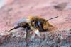 Megachile willughbiella